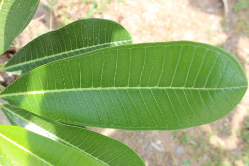 พิมพ์อัดลายใบลีลาวดี (Veiners Plumeria leaf)