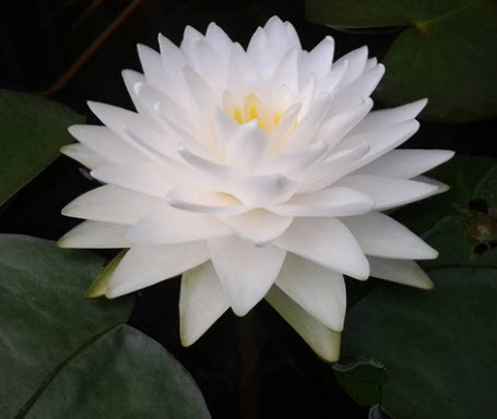 บัวสโนว์บอล (Snow Ball) หรือ กอนเนียร์ (Gonnere)