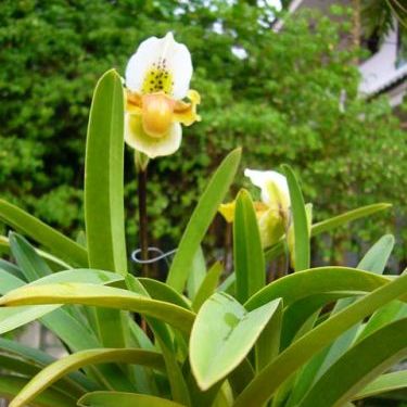 พิมพ์ตัดดอก+ใบรองเท้านารีเหลืองกระบี่ (Aluminum mold cutter Paphiopedilum exul)