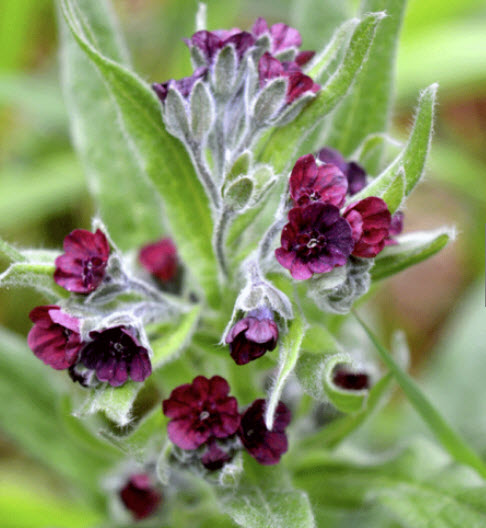 ซิโนกลอสซั่ม (Cynoglossum / Houndstongue) / 25 เม็ด (UK)