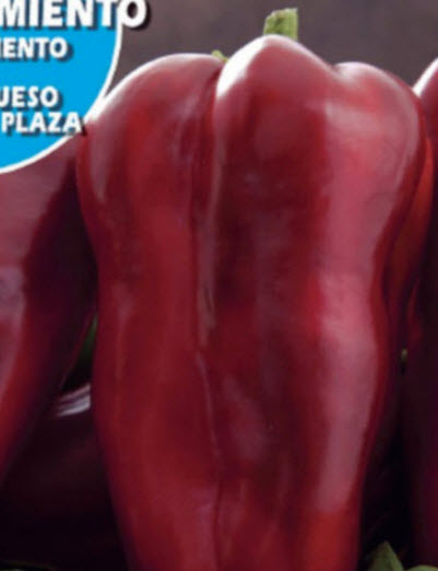 พริกแดง (Pimiento Rojo) / 25 เม็ด (Spain)*