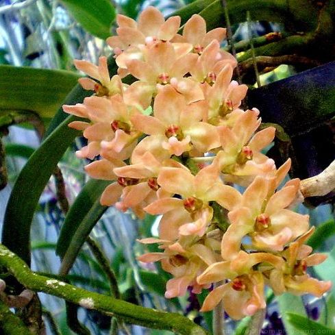 พิมพ์ตัดกล้วยไม้ช้างกระ ดอก+ใบ(Aluminum mold cutter Rhynchostylis gigantea orchids)