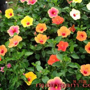 พิมพ์อลูมิเนียมตัดดอกชบา+ใบ(Aluminum mold cutter Hibiscus flowers.)