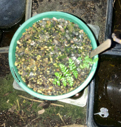 เฟิร์นใบเงิน Silver Fern / Cyathea dealbata / 500 สปอร์ (พรีออเดอร์)