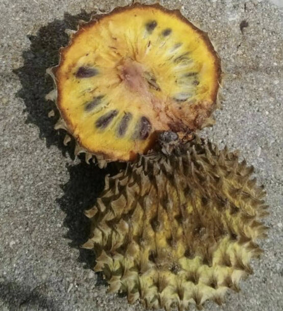 ซันโคย่า (Soncoya / Annona purpurea) / 5 เม็ด (Portugal)