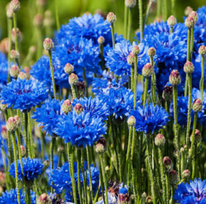 คอร์นฟลาวเวอร์ (cornflower / Centaurea Cyanus) สีฟ้า / 1,000 เม็ด (Ukraine)*