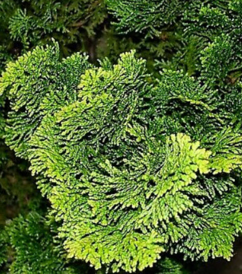 สนฮิโนกิ หรือ ฮิโนกิ ไซเปรซ (Hinoki Cypress) / 50 เม็ด (Russia)*