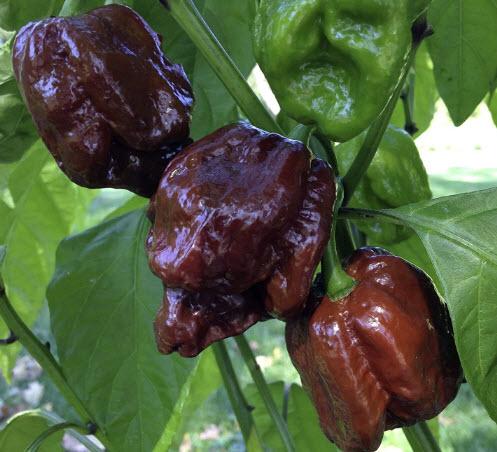 พริกTrinidad Moruga Scorpion Chocolate / 15 เม็ด (France)