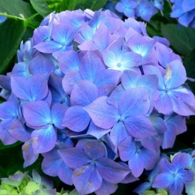 พิมพ์อลูมิเนียมตัดดอก+ใบไฮเดรนเยีย(Aluminum mold cutter hydrangeas + leaves )