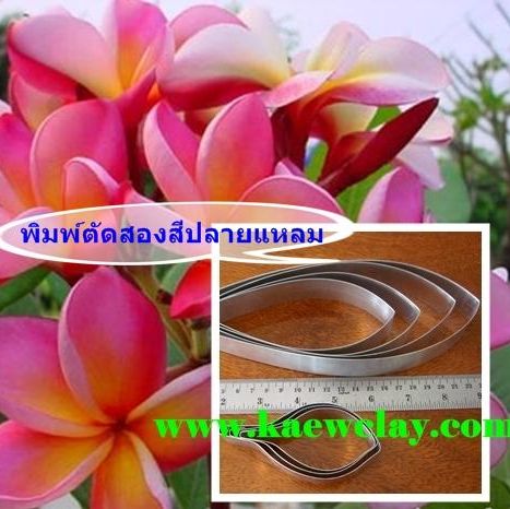 พิมพ์อลูมิเนียมตัดดอกลีลาวดี+ใบ (Aluminum mold cutter LEELAWADEE(Frangipani)+ leaves )