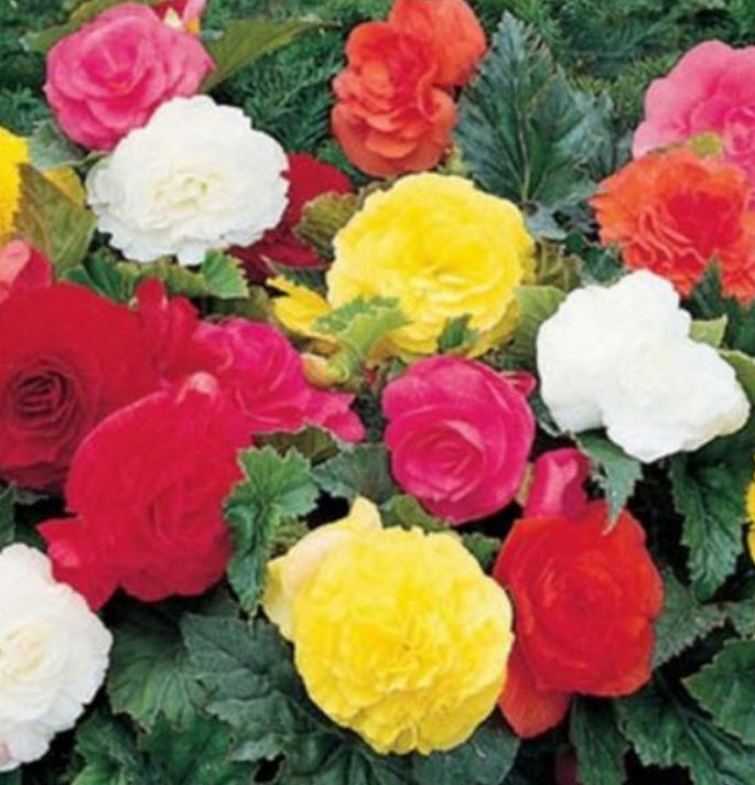 บิโกเนียซ้อน (Begonia- Tuberosa Double) คละ / 25 เม็ด (USA)*