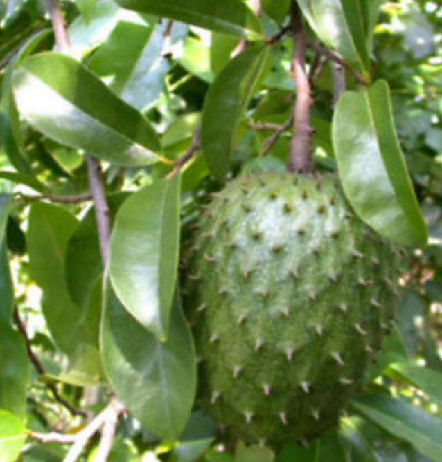ทุเรียนเทศ หรือทุเรียนน้ำ (Soursop) / 20 เม็ด*