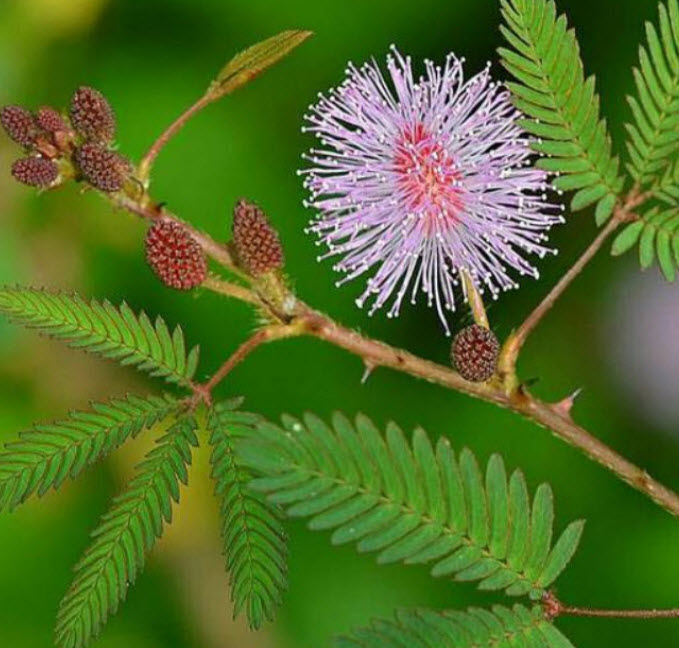 ไมยราบ (Sensitive Plant) / 50 เม็ด (UK)*