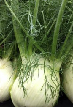 ผักชีล้อม (Fennel Florence) / 20 เม็ด (UK)