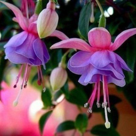พิมพ์ตัดดอก+ใบโคมญี่ปุ่น ตุ้มหูนางฟ้า(Mold cutter Fuchsia flower)