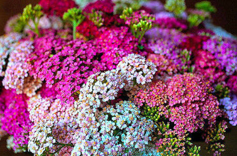 ยาโรว์ ซัมเมอร์ พาสเทล (Yarrow - Summer Pastel) คละ / 3,000 เม็ด (UK)*