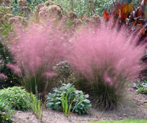 หญ้ามูลี่ (Muhly Grass) สีชมพู / 20 เม็ด (UK)