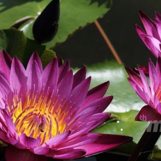 พิมพ์อลูมิเนียมตัดดอกบัวสาย+ใบ(Aluminum mold cutter WATER LILY)