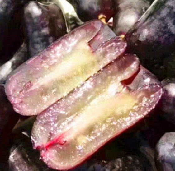 องุ่นนิ้วแม่มด (Witch Finger Grape) / 50 เม็ด*