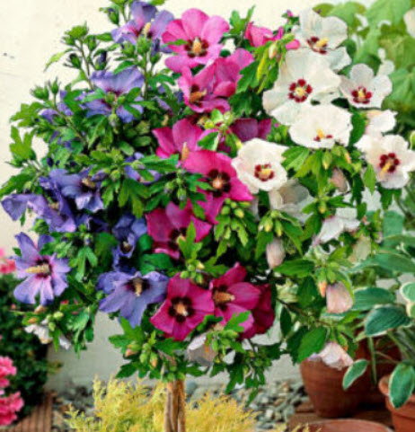 โรส ออฟ ชารอน (Rose of Sharon) คละ / 50 เม็ด (UK)*
