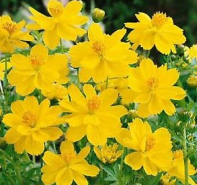 ดาวกระจาย (Sulfur Cosmos Limonnyy Venets) สีเหลือง / น.น. 0.5 กรัม (Ukraine)*