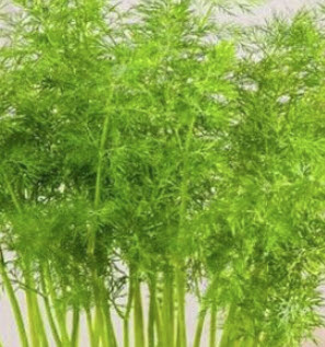 ผักชีล้อม หรือดิลล์ (Dill / Anethum Graveolens) / 100 เม็ด (UK)