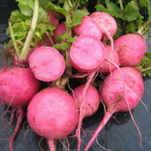 ไชเท้า บลูมูน-เรดมูน คละ (Radish Bluemoon & Redmoon F1 Hybrid) / 100 เม็ด (UK)*