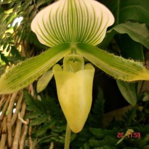 พิมพ์เรซิ่น กล้วยไม้กลีบบนรองเท้านารี (Veiners Paphiopedilum)