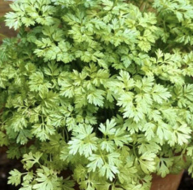 พาสลีย์ฝรั่งเศส (French Parsley / Chervil) / 30 เมล็ด (UK)