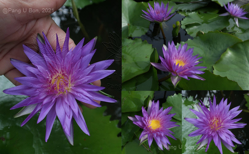 บัวผัน-เผื่อน 'มิดไนท์' (N. 'Midnight')