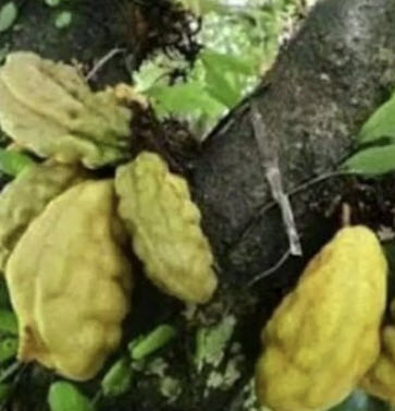 อัมพวา (Nam Nam / Cynometra cauliflora) / 1 เมล็ด (Sri Lanka)