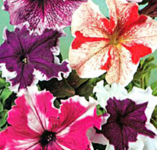 พิทูเนีย ซูเปอร์บิสซิมา (Petunia Superbissima) คละ / 1,000 เม็ด (UK)*