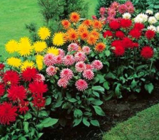 ดาห์เลีย แคคตัส (Dahlia pinnata - Cactus) คละ / 130 เม็ด (UK)*