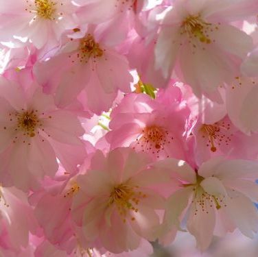 ดอกซากุระ (ดอกซ้อน)(Cherry blossom )
