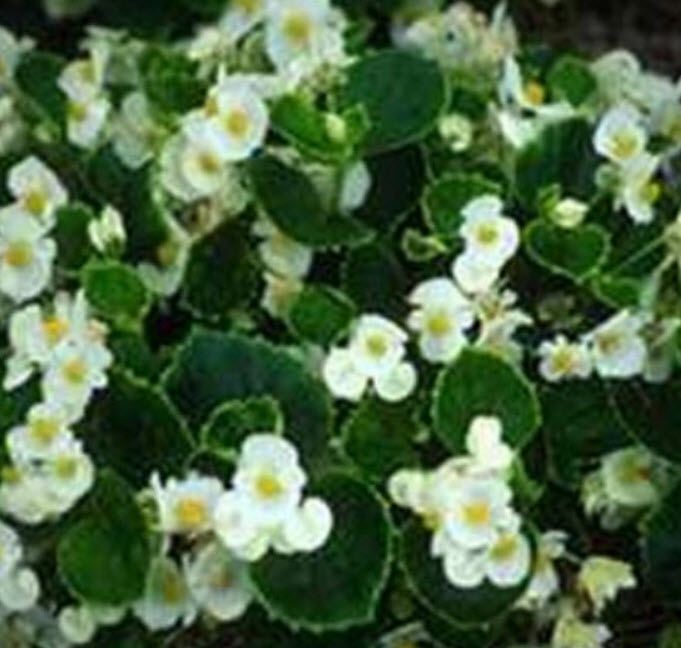 บิโกเนียใบมัน (Begonia Wax) ขาว / 50 เม็ด (USA)*