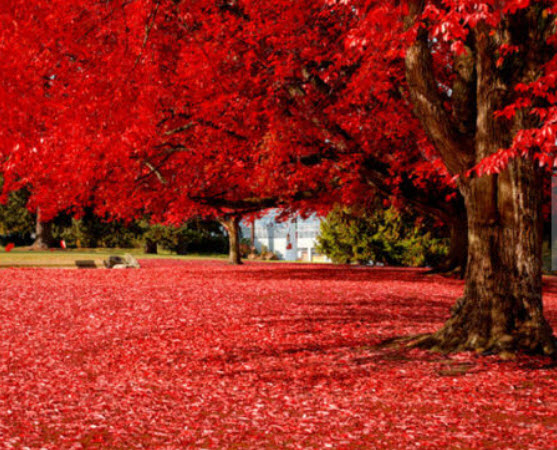 เมเปิลญี่ปุ่น (Japanese maple / Acer Palmatum) สีแดง / 20 เม็ด (France) *
