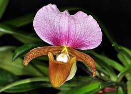 พิมพ์เรซิ่น กล้วยไม้กระเป๋ารองเท้านารี (Veiners Paphiopedilum Lip)