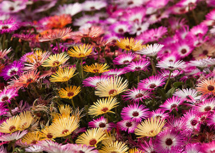 ลีฟวิ่งสโตน เดซี่ (Livingstone Daisy) คละ / 1,700 เม็ด (UK)