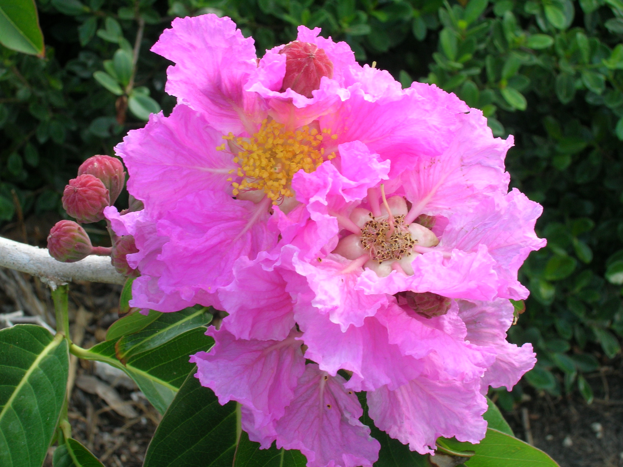 ดอกอินทนิล เสลา ตะแบก(Queen's crape myrtle)