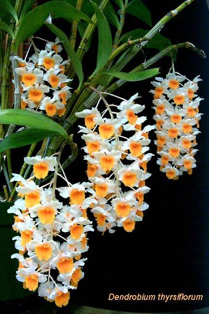 พิมพ์ตัดกล้วยไม้เอื้องผึ้ง,เอื้องหม่อนไข่(Aluminum mold cutter Dendrobium lindleyi Steud orchids.) สำเนา