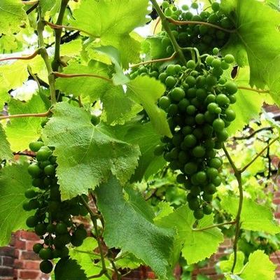 ซิลิโคน,เรซินอัดลายใบองุ่น(Silicone, Veiners resin grape leaves)