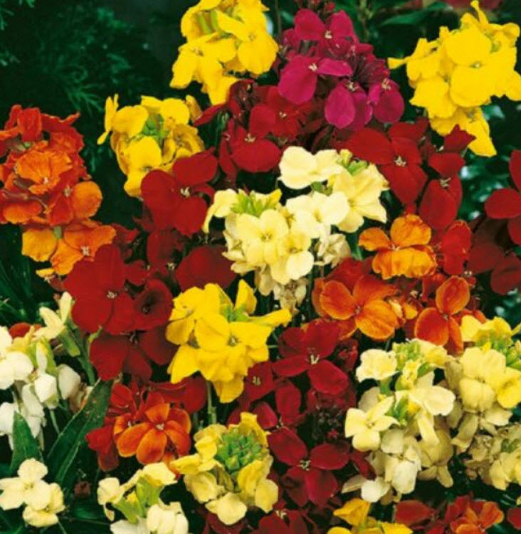 วอลล์ฟลาวเวอร์ (Wallflower - Crown Single) คละ / 1,000 เม็ด (UK)*