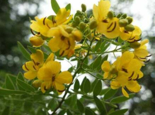 มะขามแขก (Indian senna / Senna alexandrina) / 20 เม็ด (Portugal)