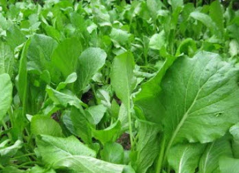 กวางตุ้งฮ่องเต้ (False pakchoi) / ซอง