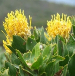 โพรเทีย (Protea / Leucospermum Cordifolium) สีเหลือง / 3 เม็ด (UK)*