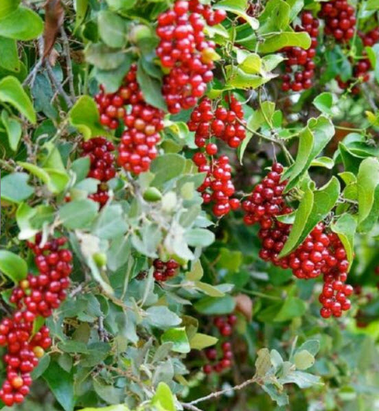 ซาร์ซาแพริลล่า (Sarsaparilla / Smilax Aspera) / 25 เม็ด (France) *