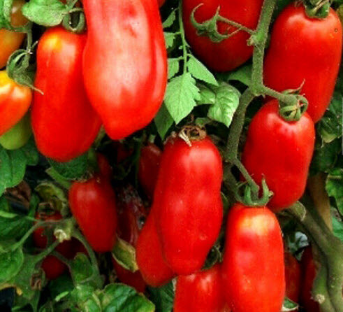 มะเขือเทศ ซาน มาร์ซาโน 2 (San Marzano 2) / 250 เม็ด (UK)