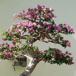 พิมพ์ตัดอลูมิเนียมดอก+ใบเฟื่องฟ้า(Aluminum mold cutter Bougainvillea )