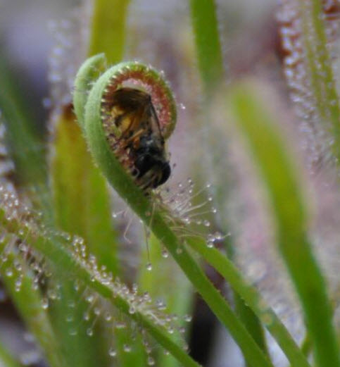 หยาดน้ำค้าง (white cap sundew / Drosera Capensis Alba) / 100 เม็ด (Germany)