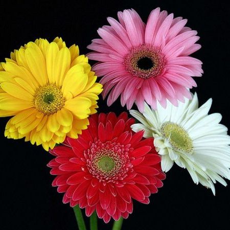พิมพ์ตัดดอก+ใบเยียบีร่า( Aluminum mold cutter Gerbera flower )